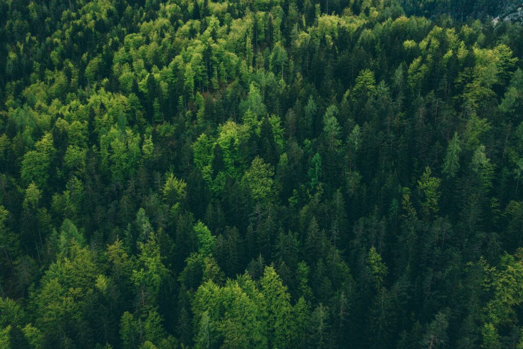 A dense forest of trees